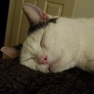 Meet your Posher, Karol